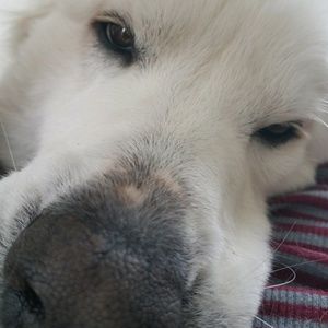 Meet your Posher, Libby